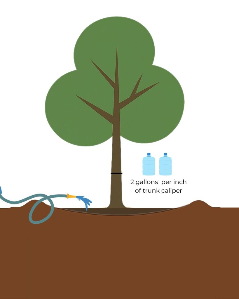 How to Water Newly Planted Trees in Northern Utah