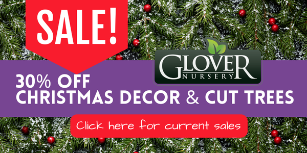 Christmas Trees on Sale at Glover Nursery