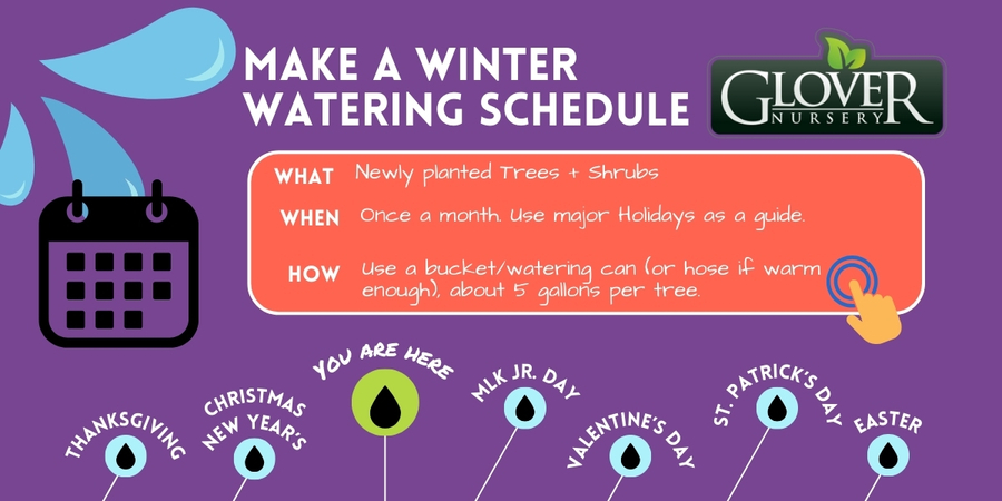 Make a Winter Watering Schedule