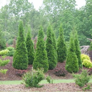Arborvitae, North Pole®