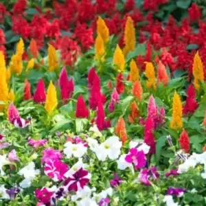 Annuals