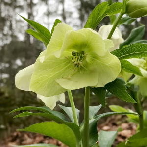 Hellebores