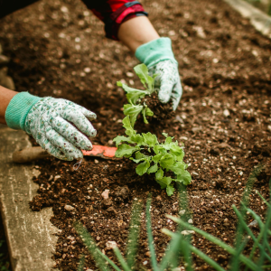 Factors That May Affect Planting Time