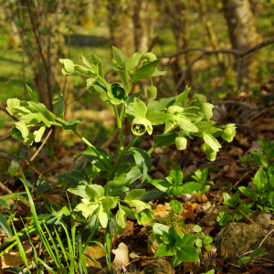 When to Plant Hellebores in Utah 