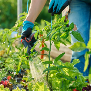 Can I start planting my vegetable garden?