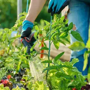 Can I start planting my vegetable garden?