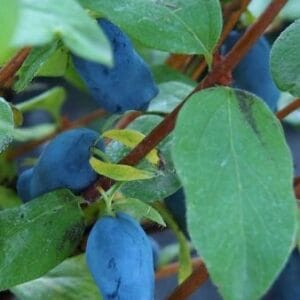 Aurora Haskap Berry