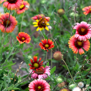 Late Spring Gardening Tips