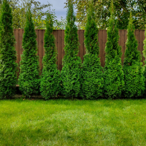 Arborvitae can be an excellent choice for a privacy hedge but difficult to grow in Utah