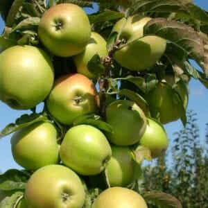 Apple, Urban Blushing Delight