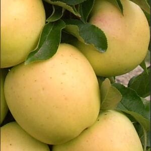 Apple, Golden Treat Urban