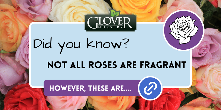 Highly Fragrant Roses at Glover Nursery