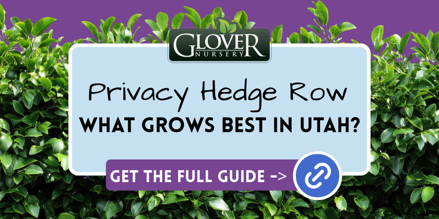 Privacy Hedge Guide to choosing the best plant in Utah Glover Nursery