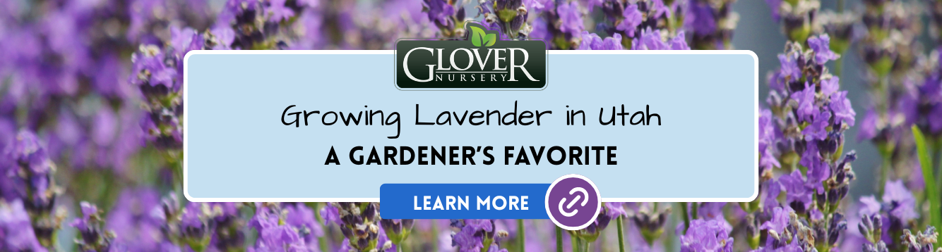 Growing Lavender in Utah