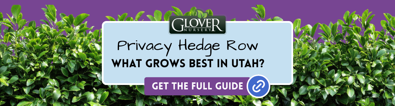 privacy hedge row, what grows best in Utah?