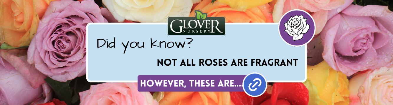 Did you know, Not all roses are fragrant