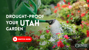Thumbnail for YouTube class on how to drought-proof your Utah garden