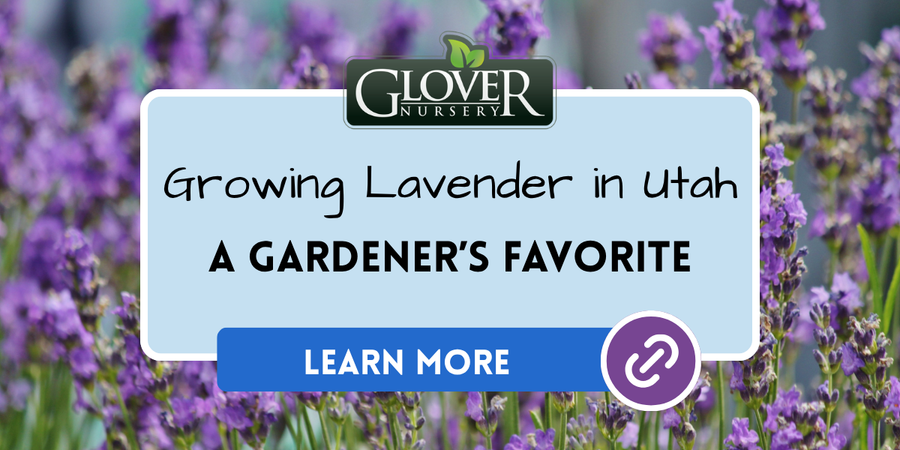 Growing Lavender in Utah Glover Nursery