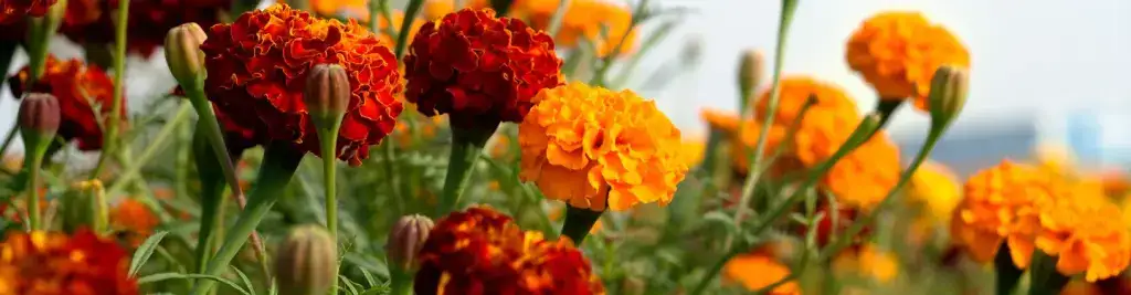 How to Prune Marigolds
