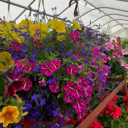 Purple and Yellow hanging baskets at Glover Nursery