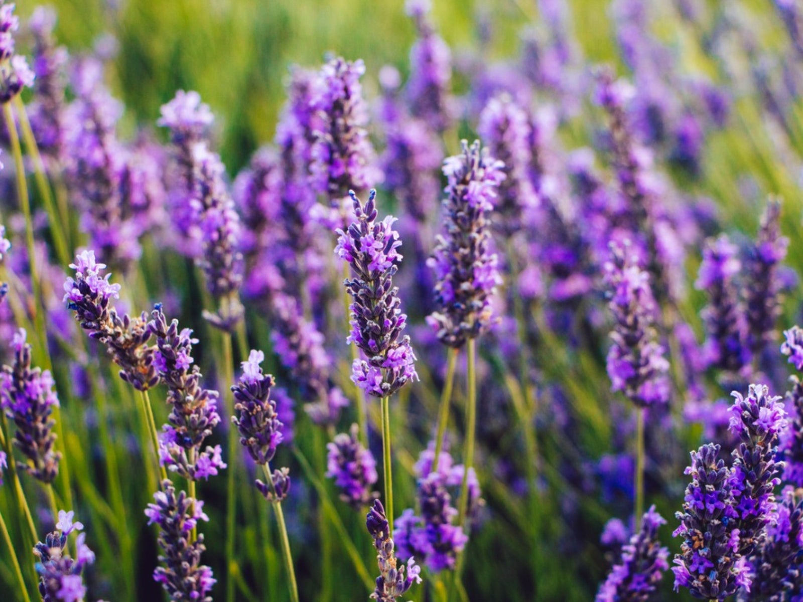 Growing Lavender in Utah - Glover Nursery