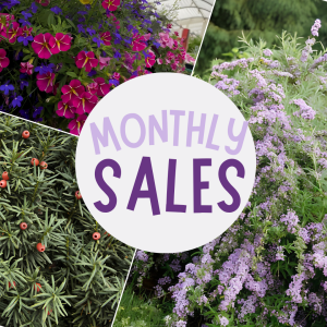 monthly sales