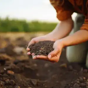 How Soil Type Changes Everything