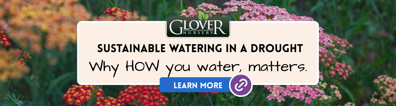 Sustainable Watering banner for Glover Nursery homepage