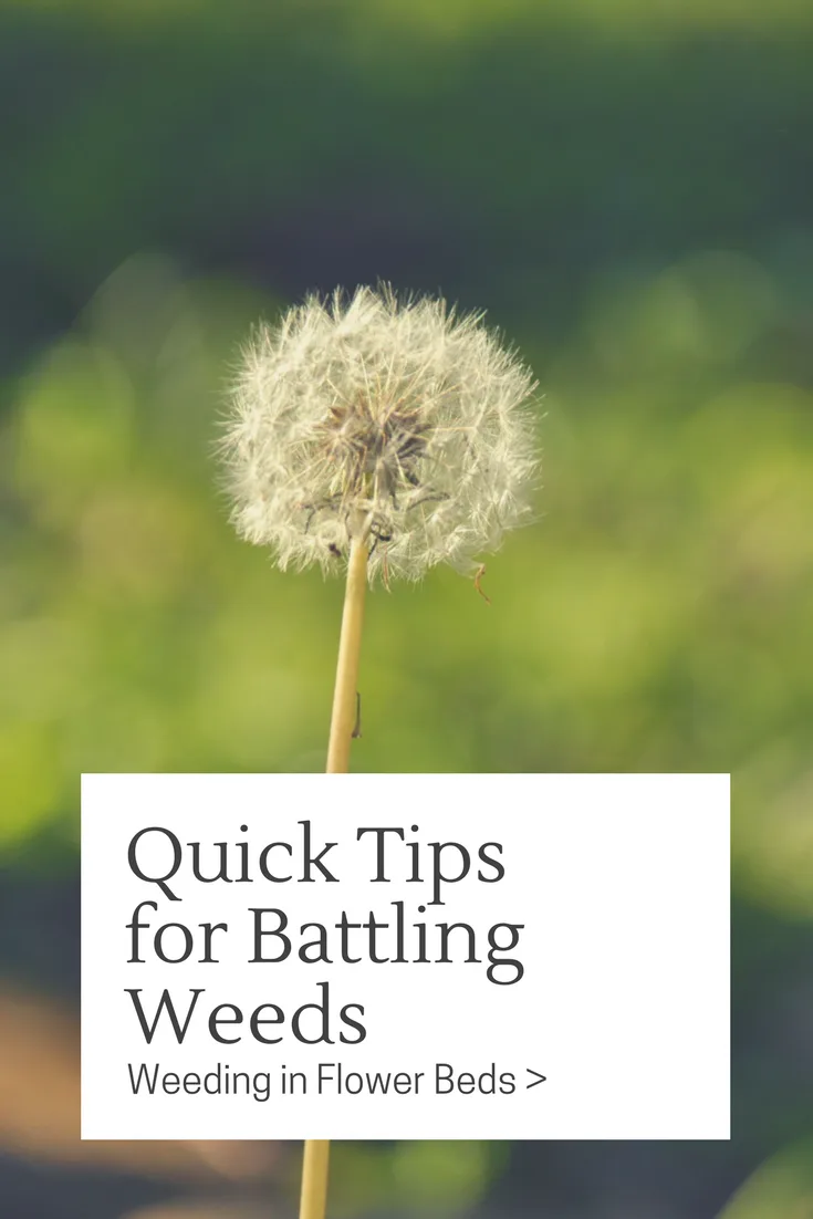 Quick Tips