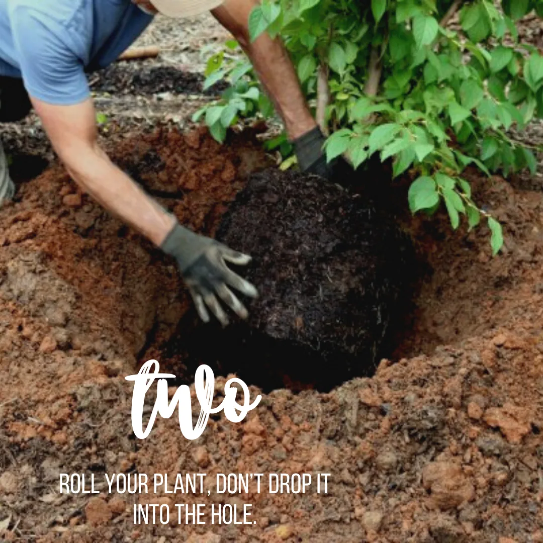 Roll your plant, don't drop it into the hole.