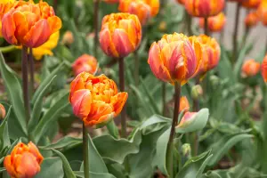 Tulips are best planted in as bulbs in the Fall