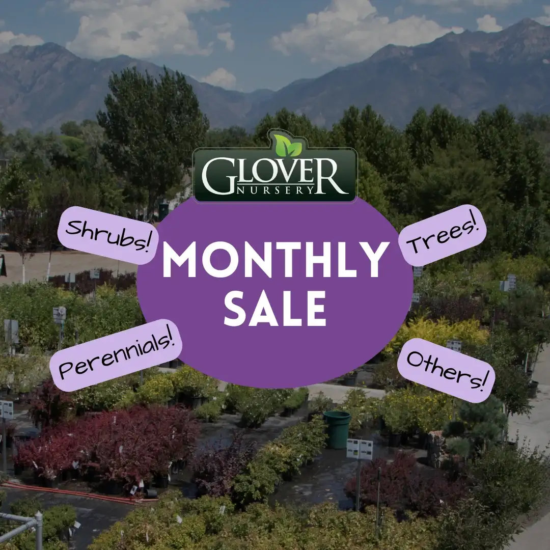monthly-sale