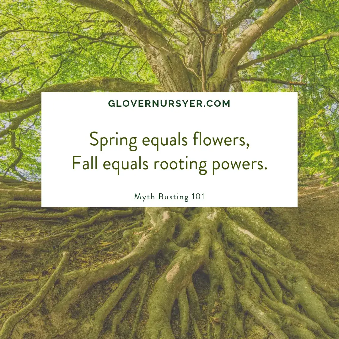Trees and plants to 80% of their root growth in the fall