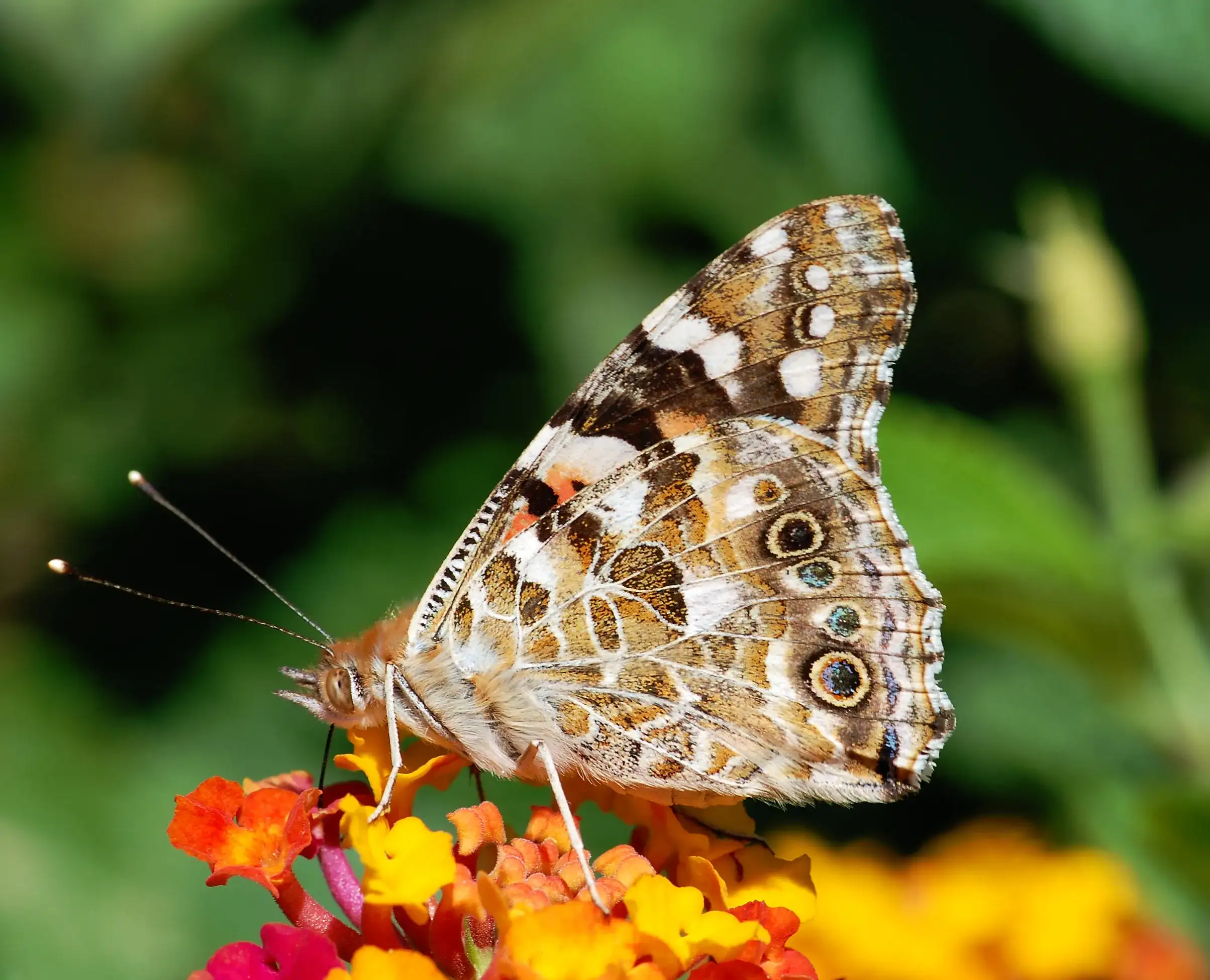 Painted Lady (Vanessa cardui)