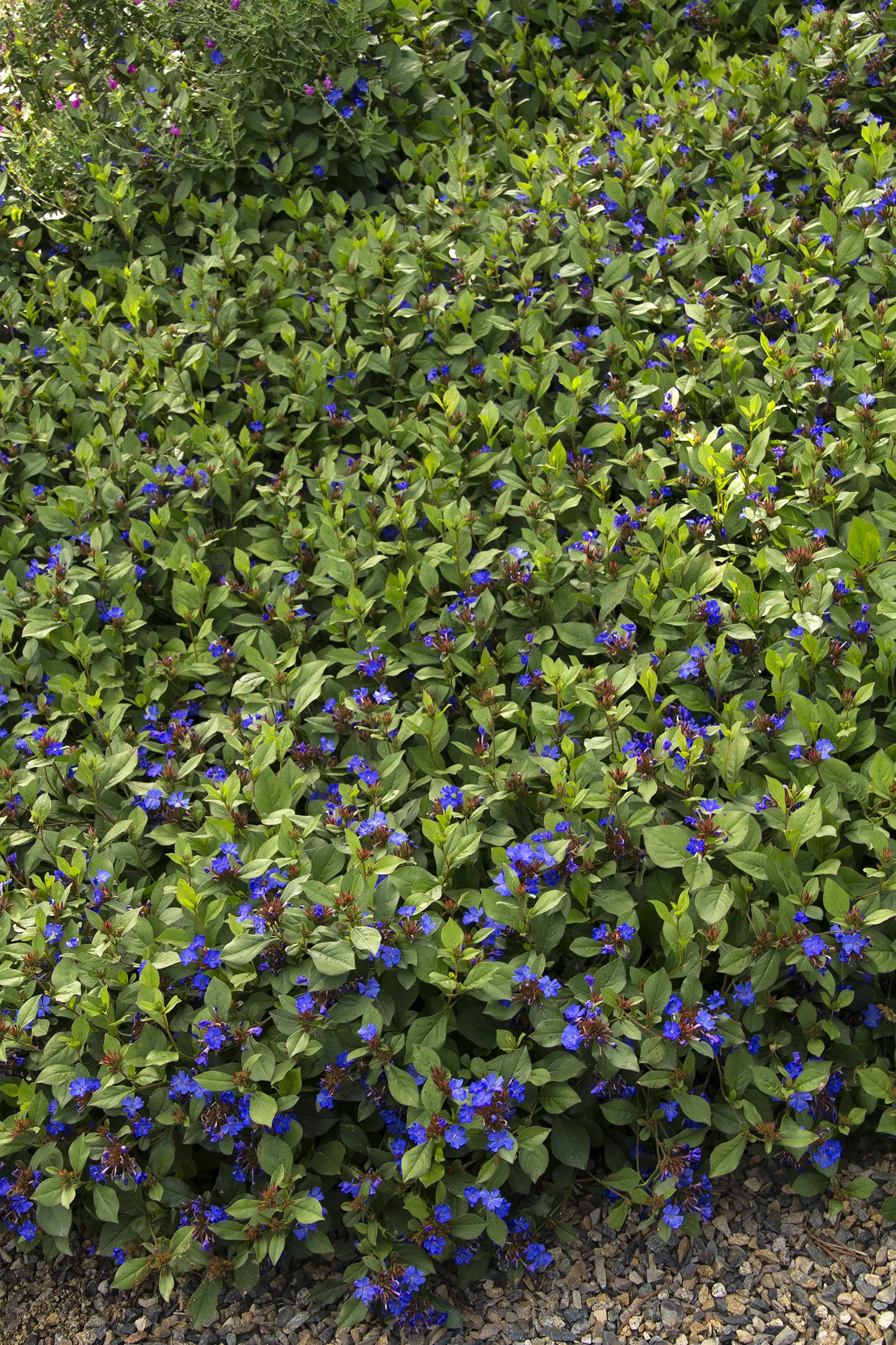 Ceratostigma willmottianum