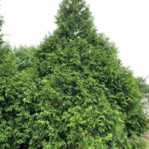 Arborvitae, Steeplechase