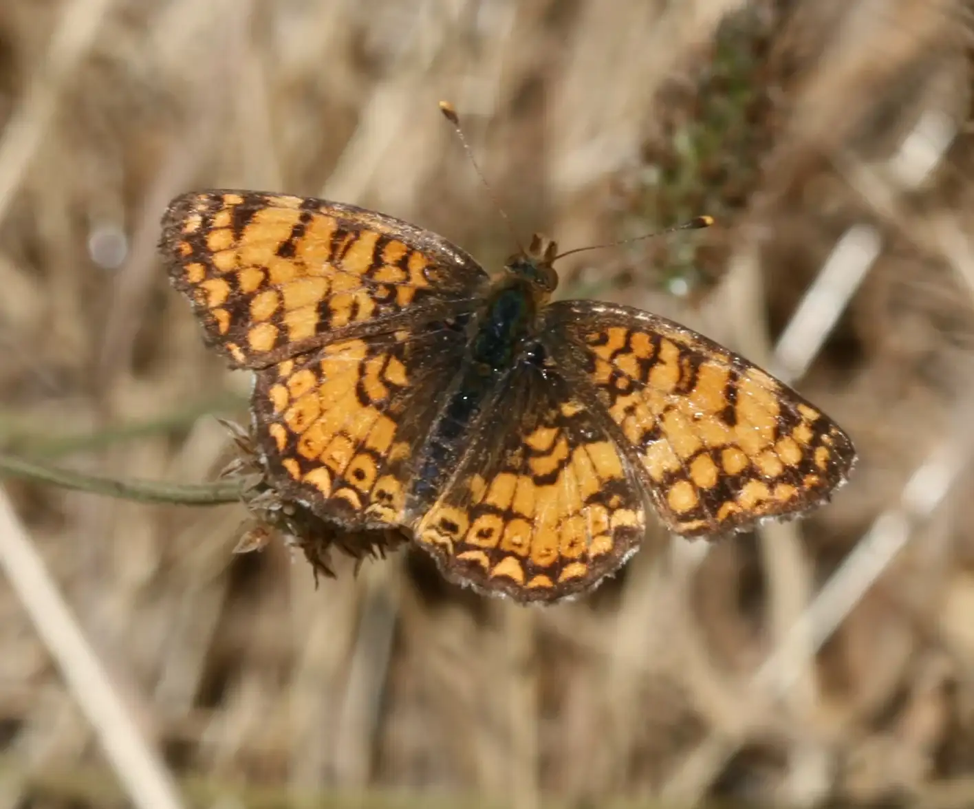 Thistle Crescent (Phyciodes mylitta mylitta)