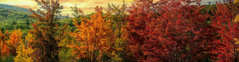 trees for utah landscapes