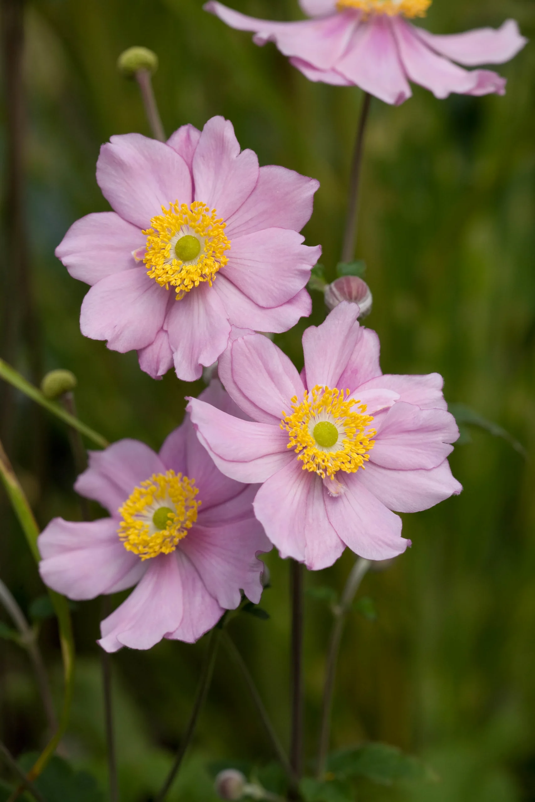 Anemone 'Serenade'