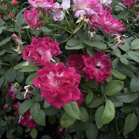Burgundy Iceberg Rose Glover Nursery