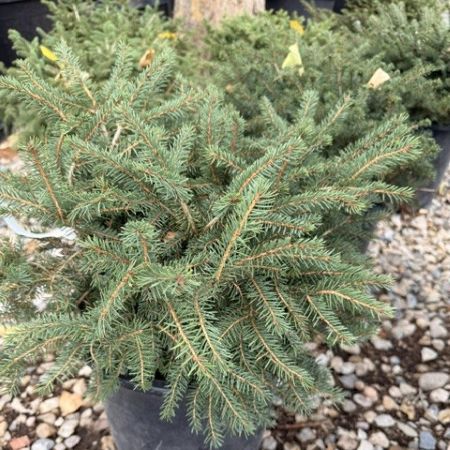 Nest Spruce Glover Nursery