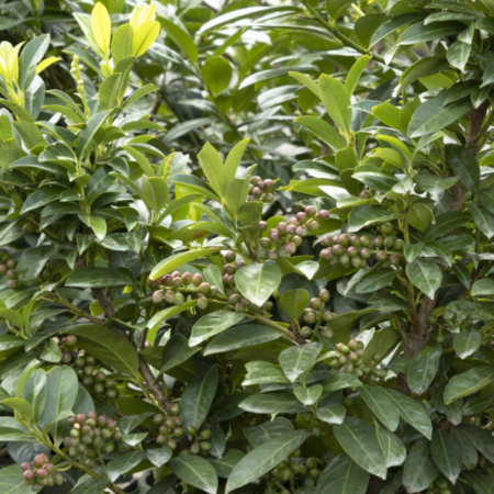 Volcano Cherry Laurel Glover Nursery image courtesy of Monrovia