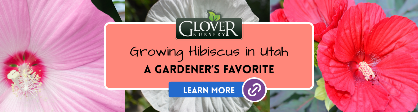 Growing Hibiscus in Utah
