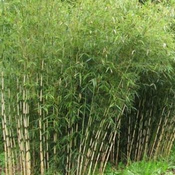 Campbells Bamboo Glover Nursery
