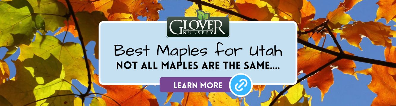 Best Maples for Utah Glove Nursery Website Banner
