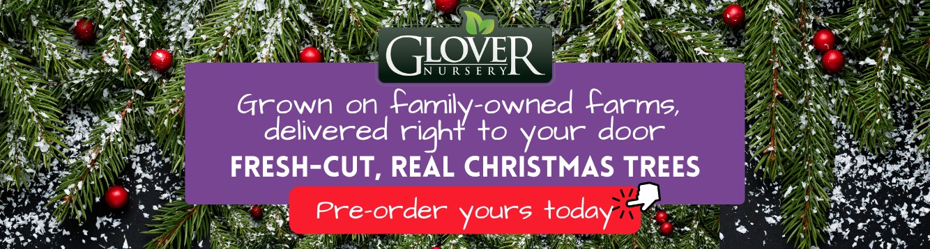 Fresh-Cut Real Christmas Trees at Glover Nursery