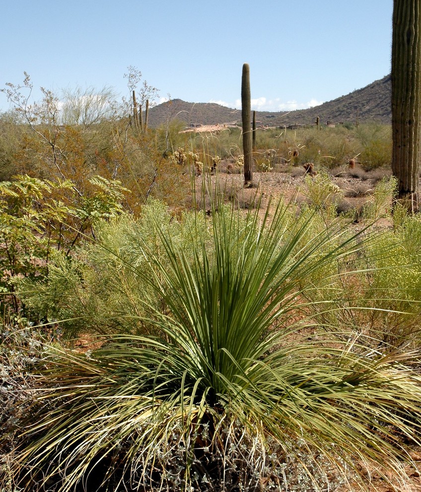 Beargrass (Nolina microcarpa)