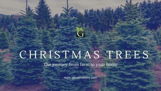 Annual Christmas Tree Season