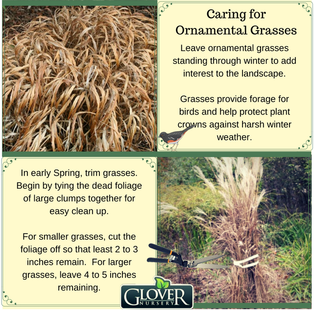 Caring for Ornamental Grasses