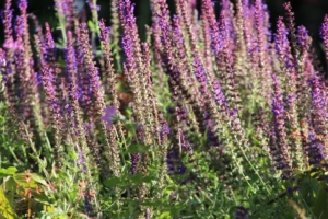 Sage (Salvia)